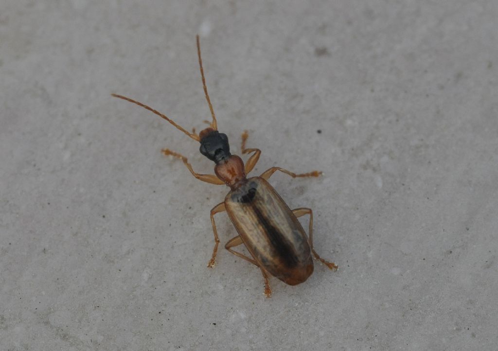 Carabidae: Demetrias atricapillus